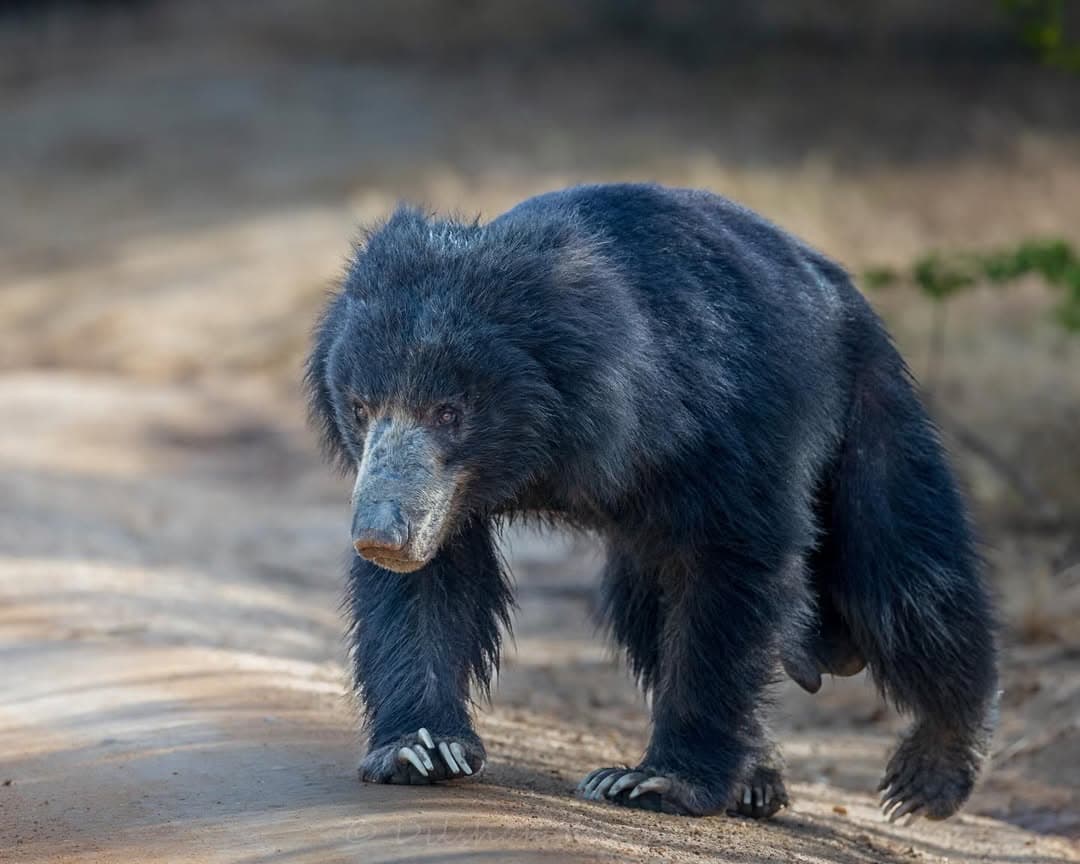 Sloth Bear