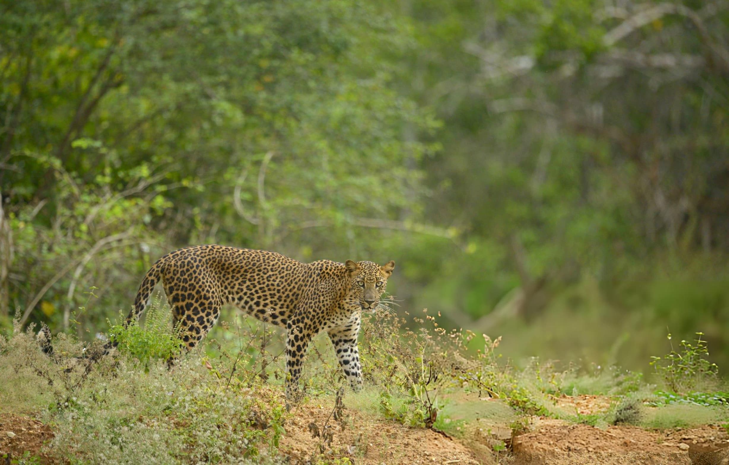Yala National Park