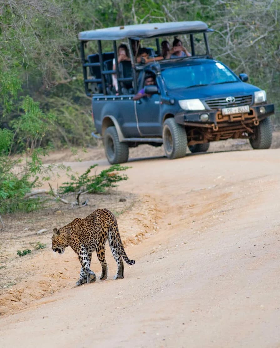 Leopard Safari